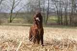 SETTER IRLANDAIS 517